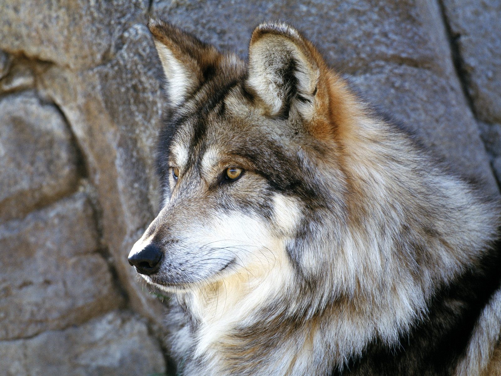 mexicano lobo ¿hay lobos en méxico?