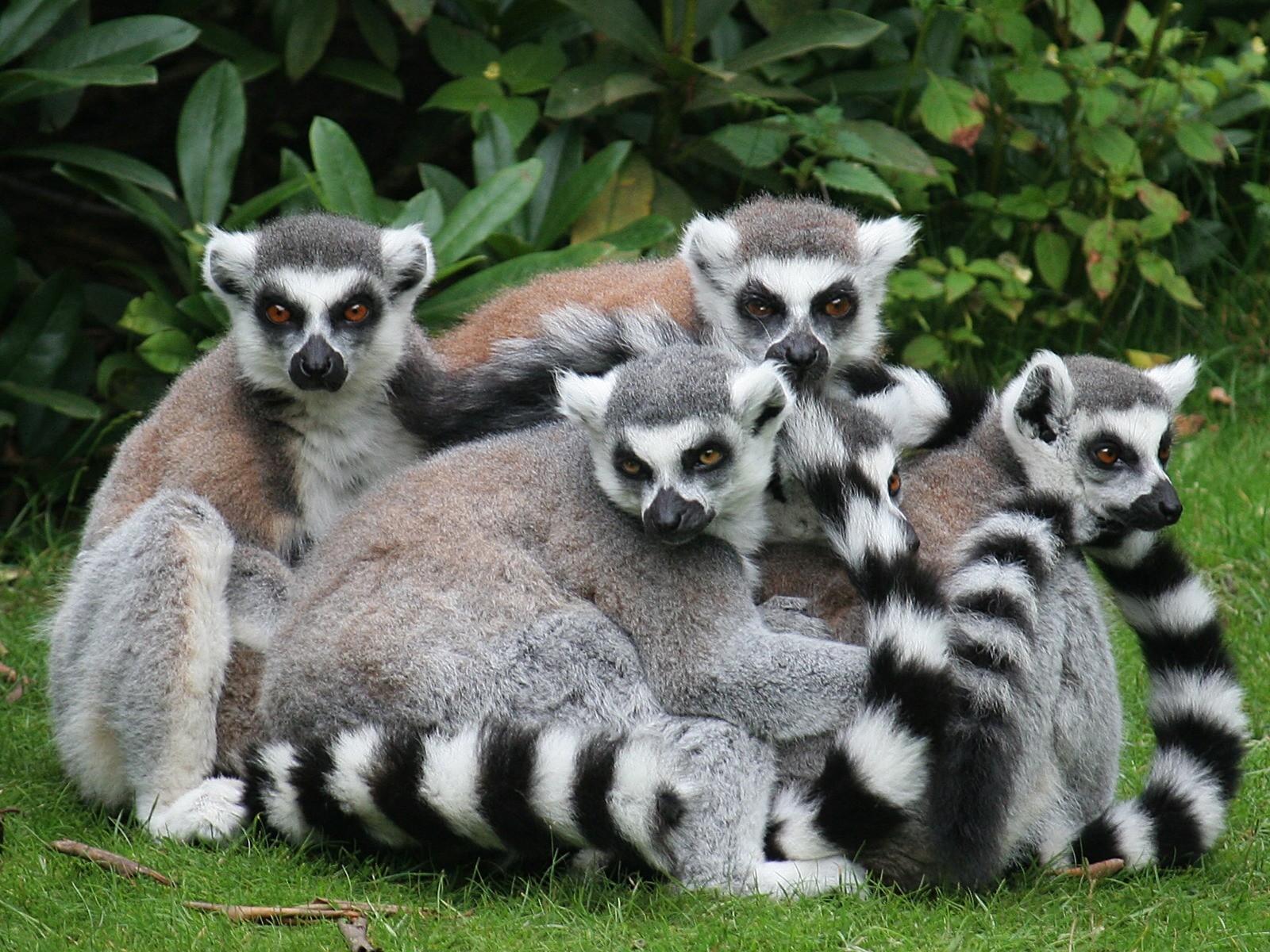 limuren familie tiere gras