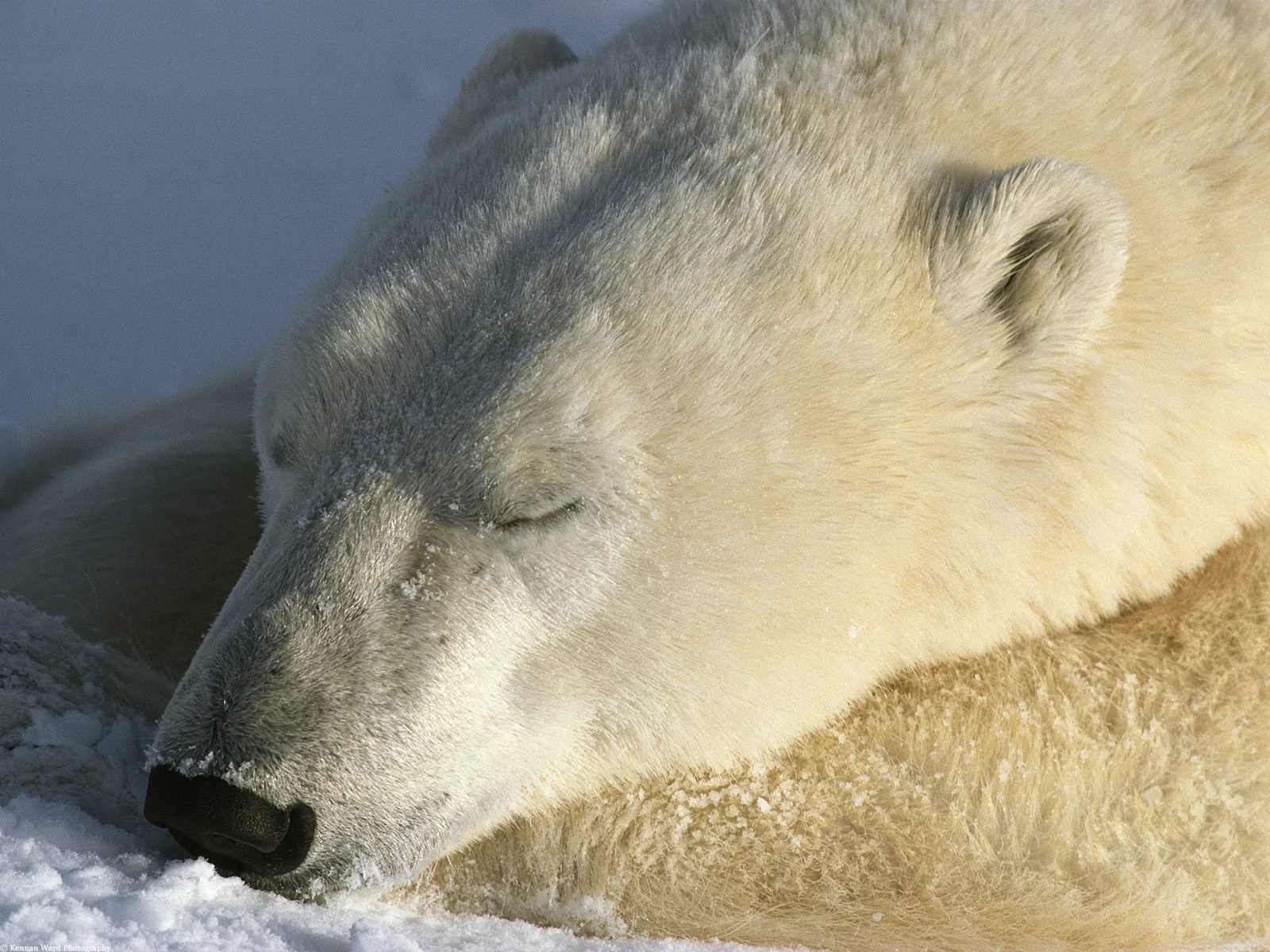 ours polaire dormir neige sommeil