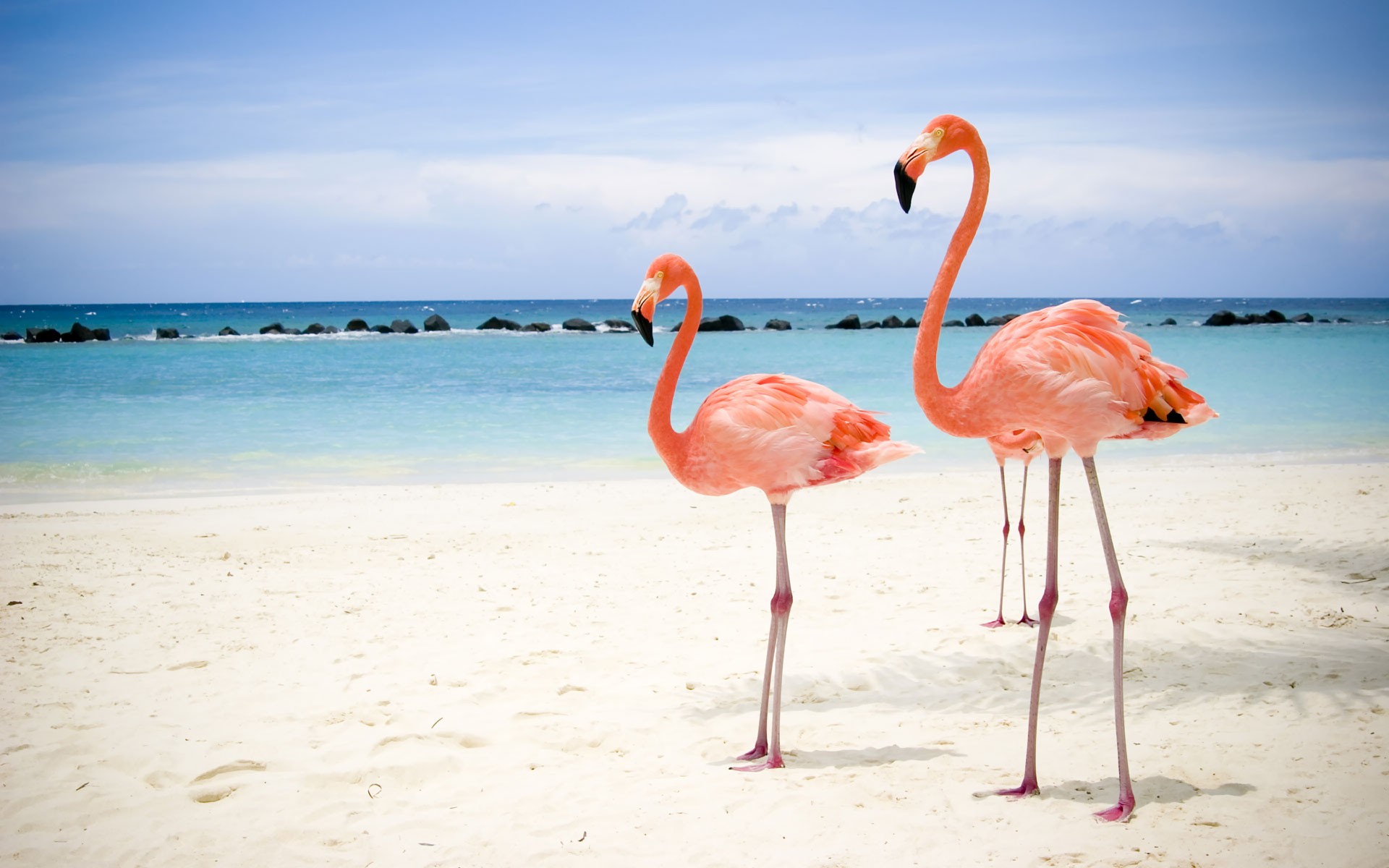 flamingos beach sea