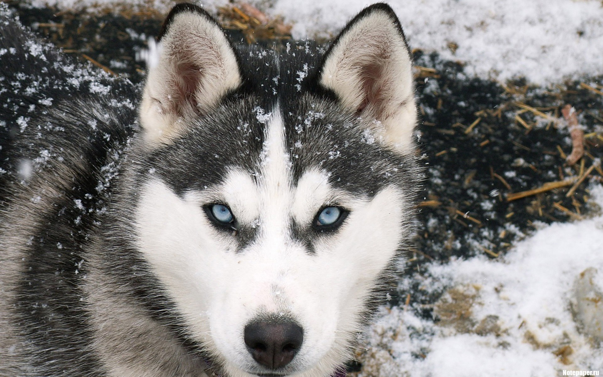 hiver nord laika