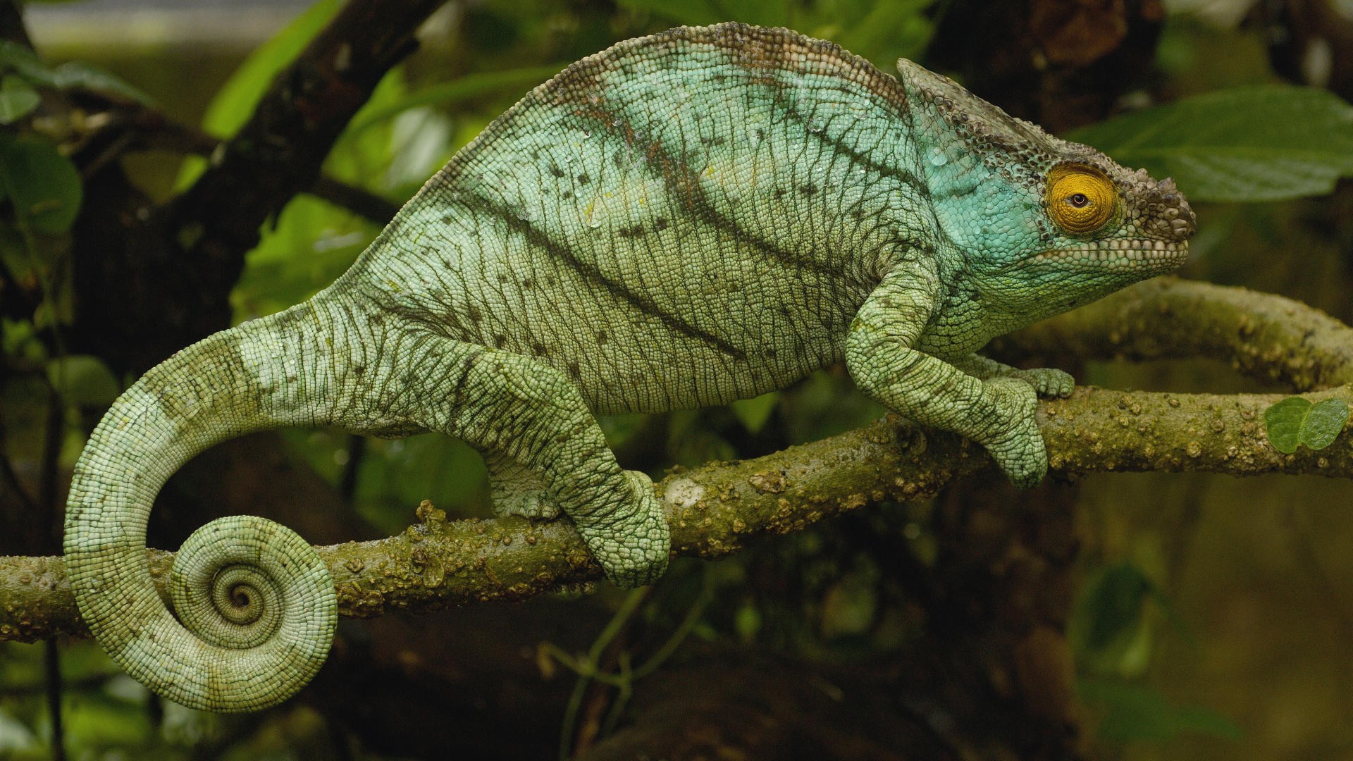 caméléon branche madagascar