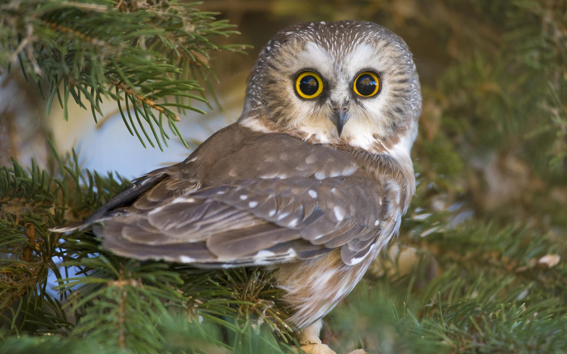 hibou yeux nature