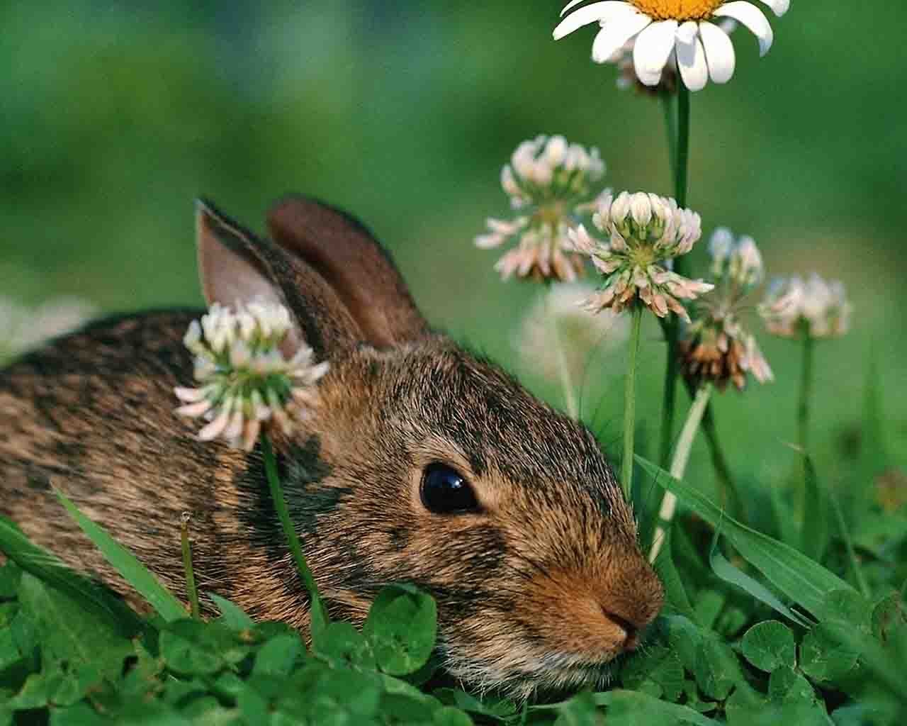 lapin camomille lièvre