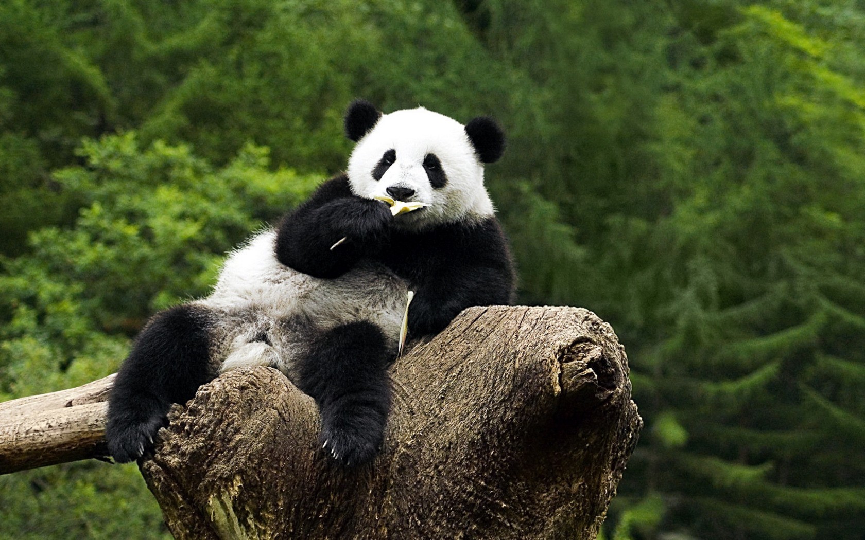 animals panda on the tree chew