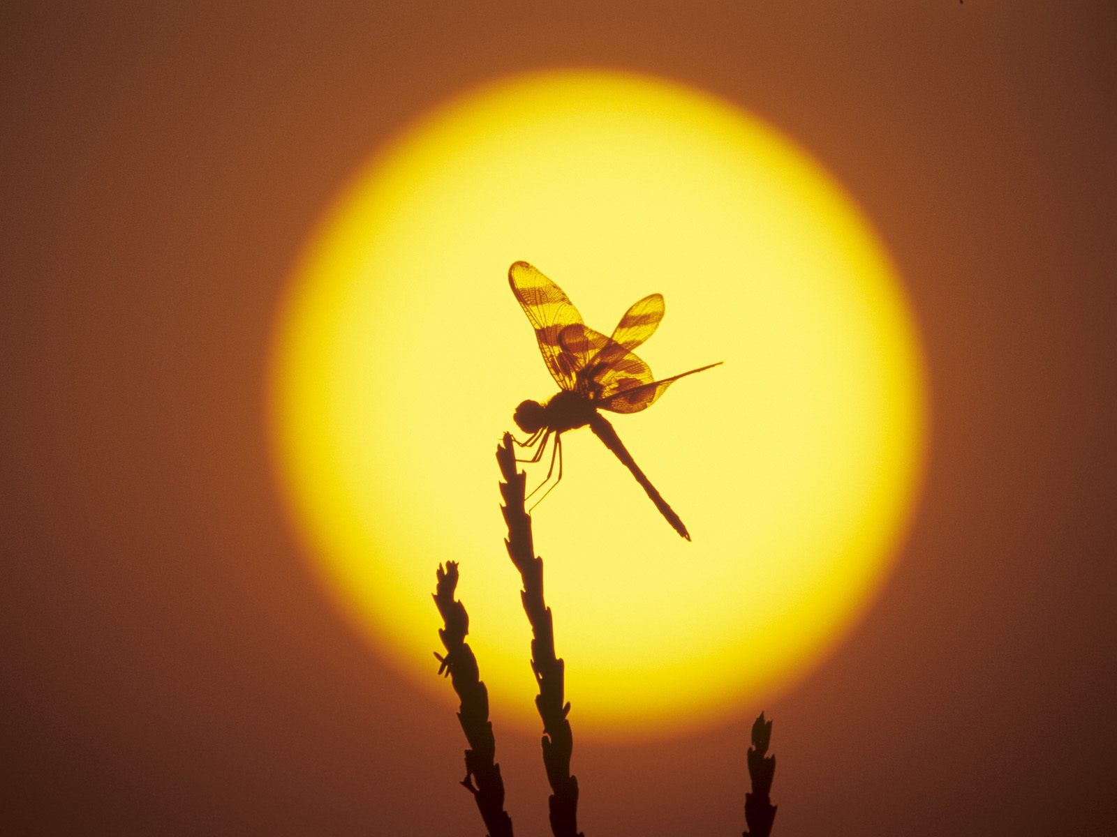 libellula sole silhouette