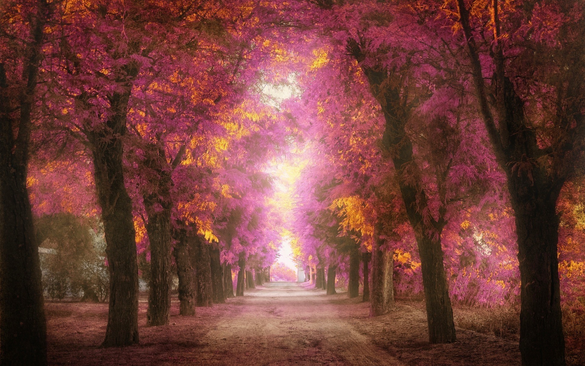 foglia alberi rosa parco vicolo sentiero lavorazione