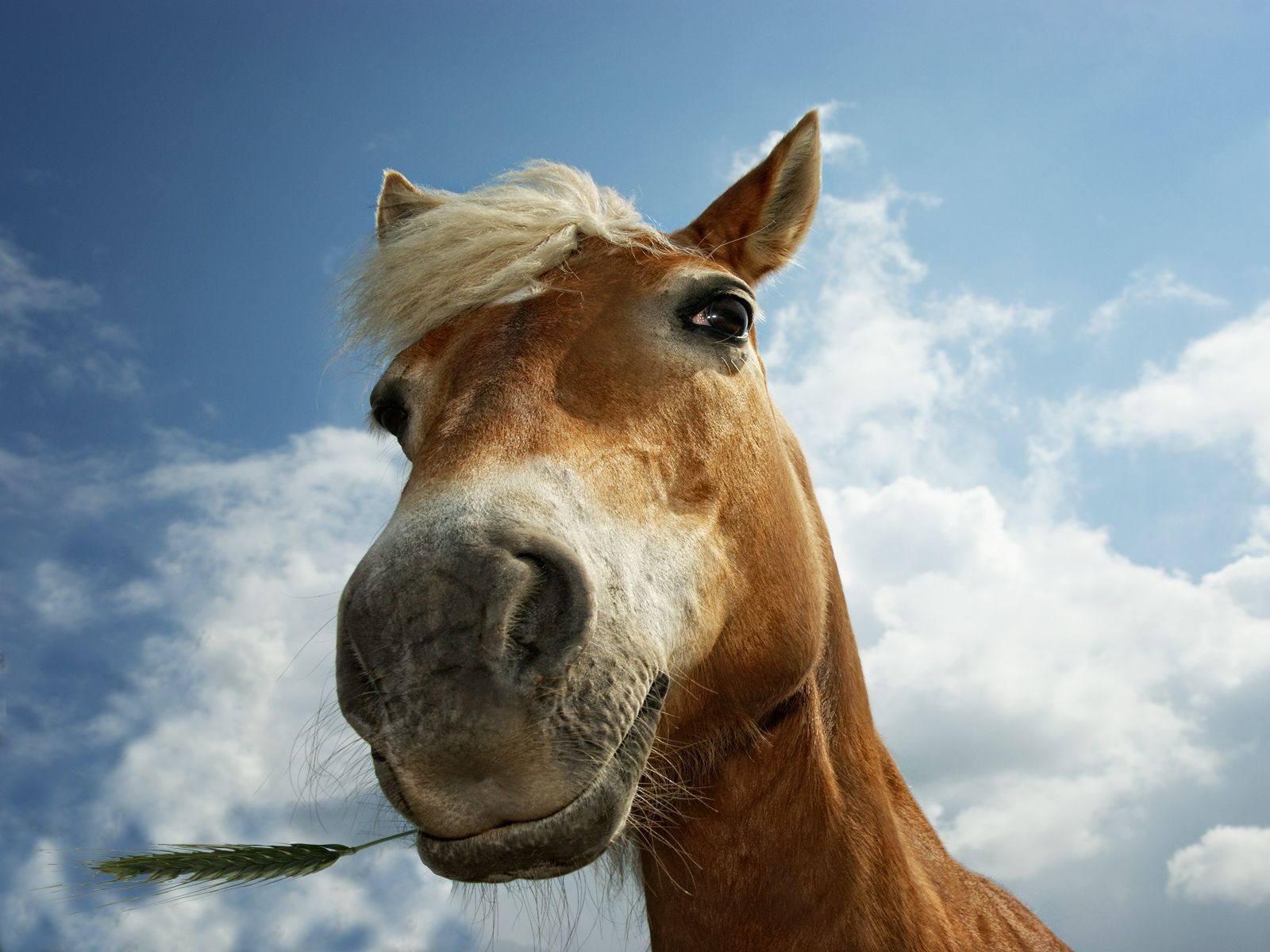 caballos hocico oreja