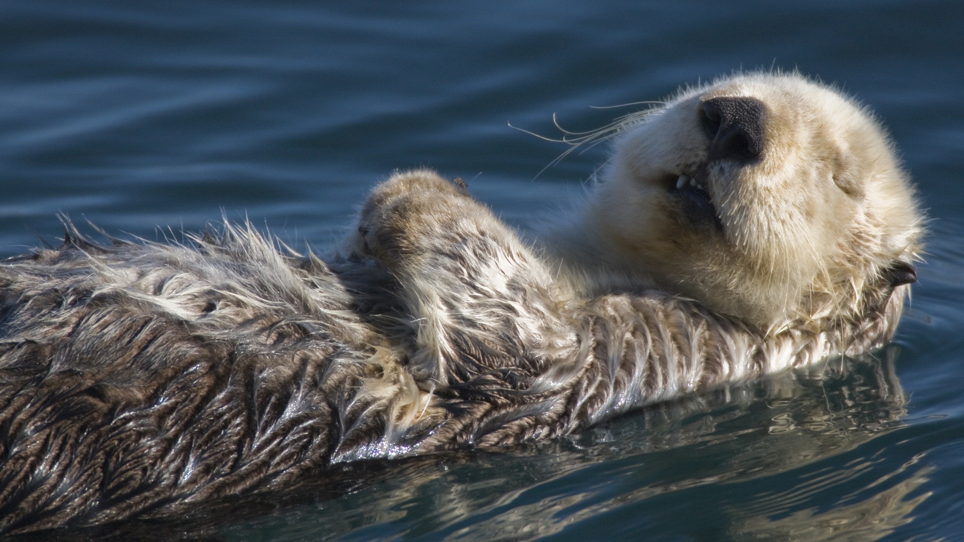 beaver water sleeping