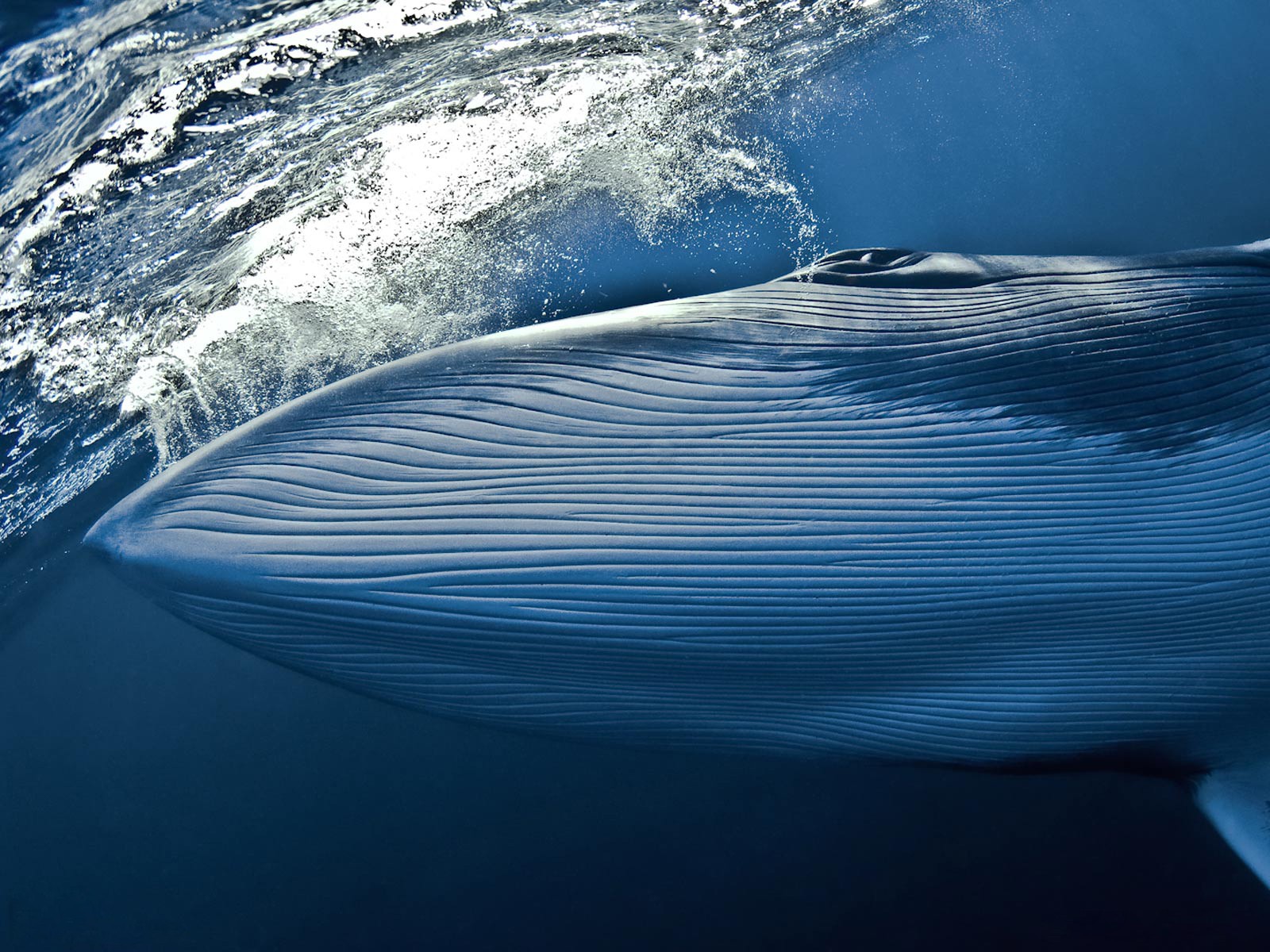 Синий кит. Малый полосатик. Стихия воды киты. Кит обои на телефон