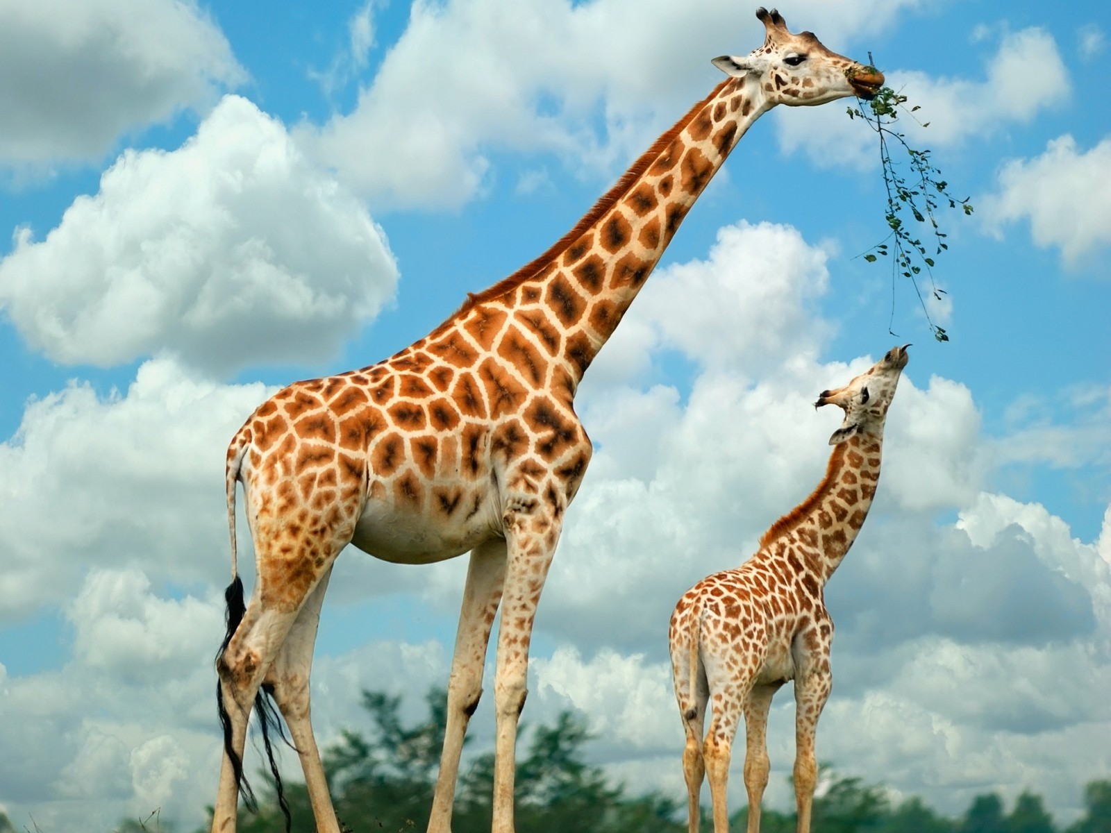 giraffe alimentazione safari