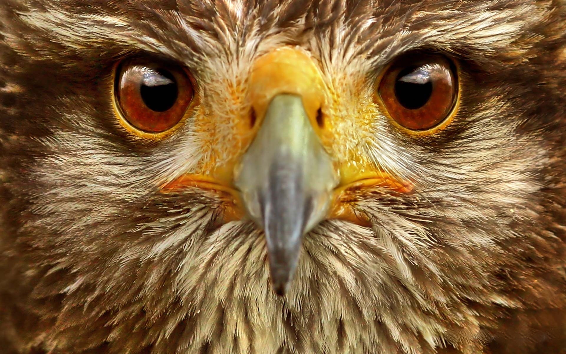 águila ojos pájaro