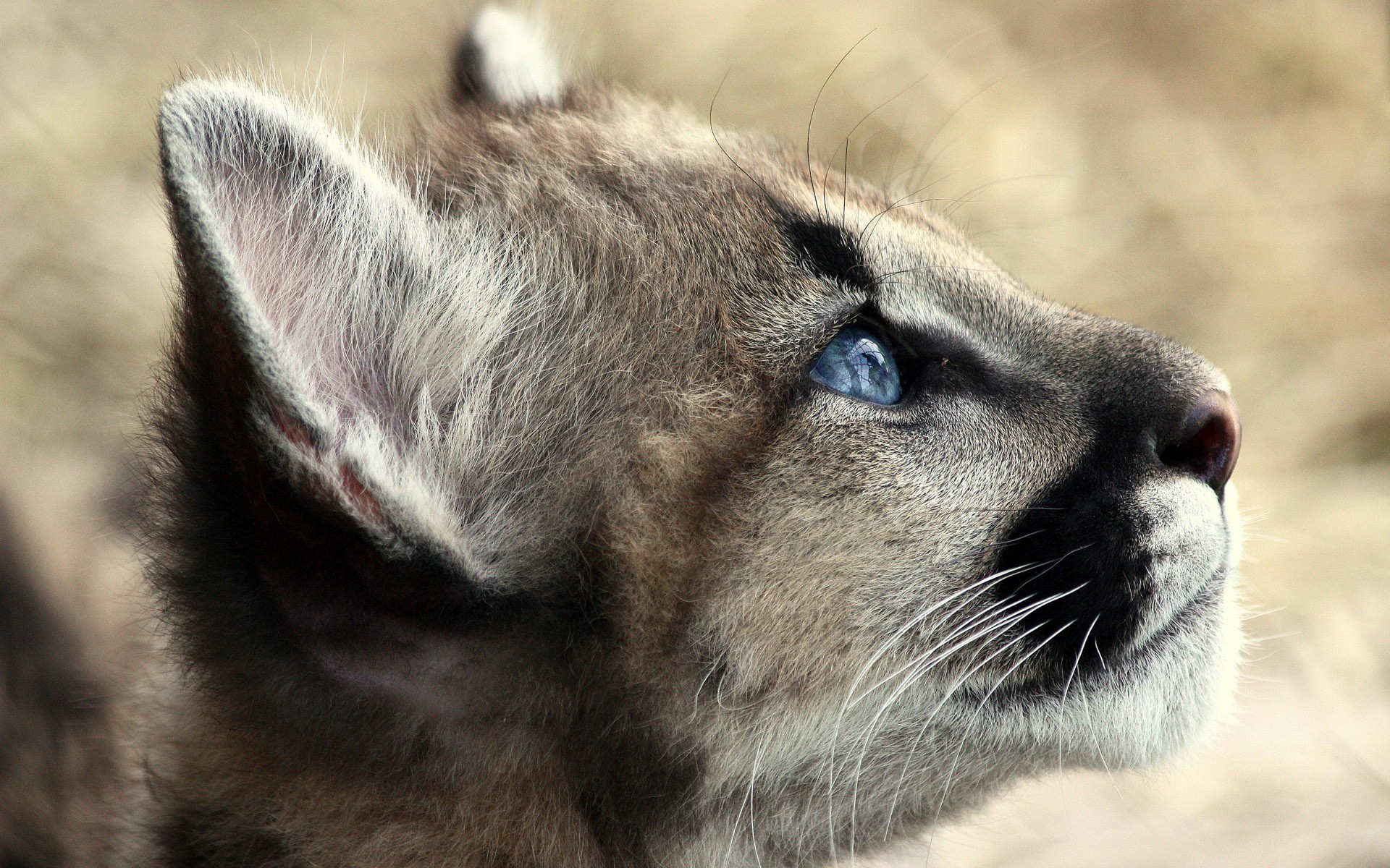 gatito puma lavado