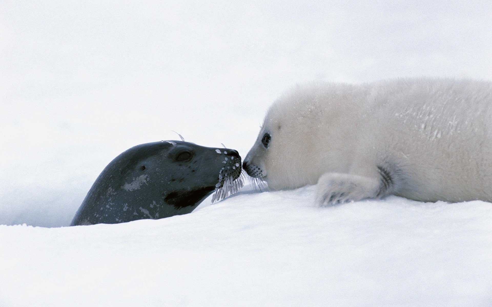 bambino foca neve