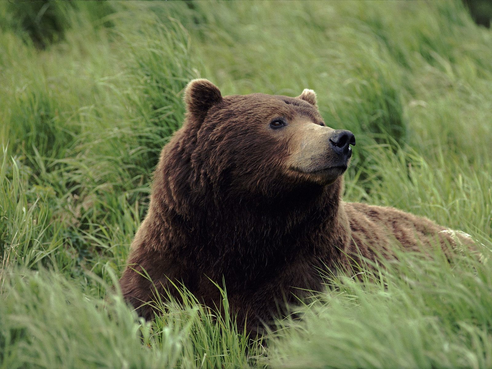 orso erba odore