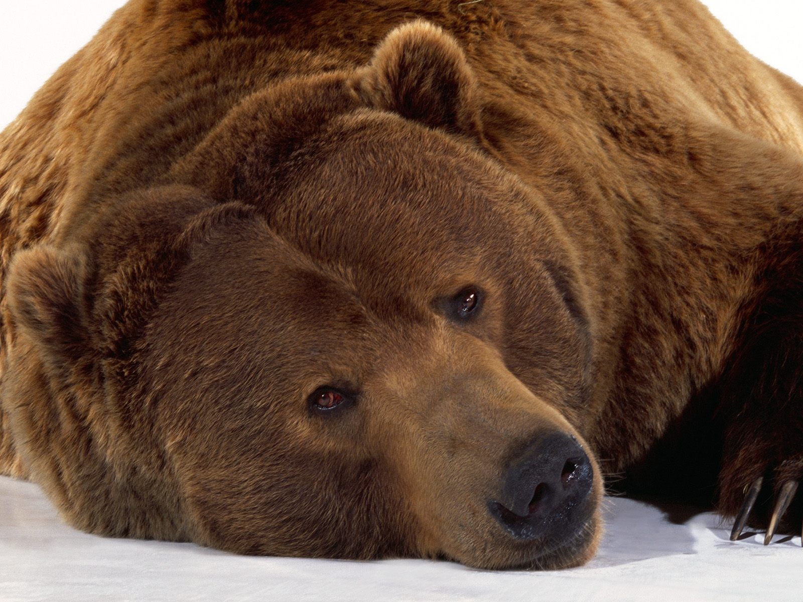 orso neve inverno vista