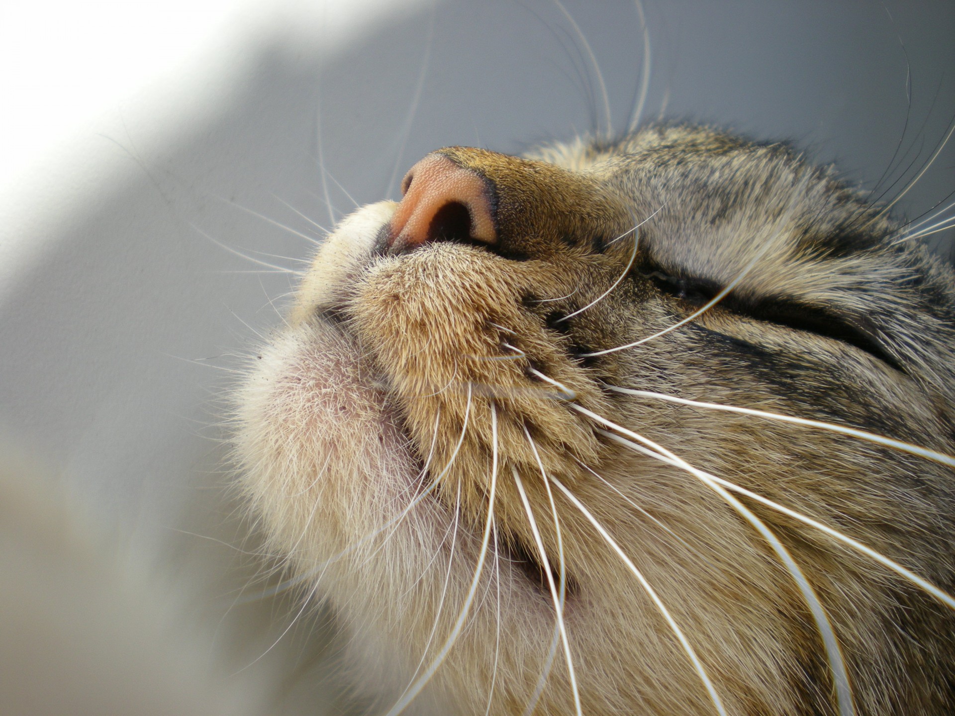 gato bigote hocico