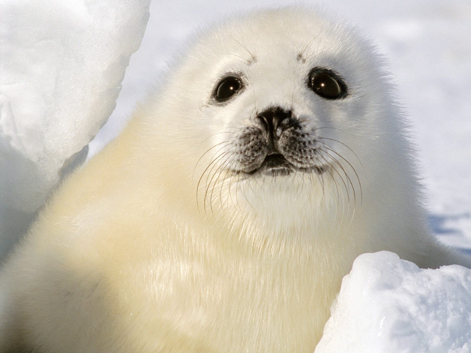 foca blanco niño cachorro nieve invierno ojos