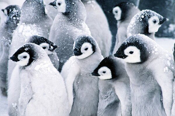 Pingüinos lindos tomando el sol bajo la nieve