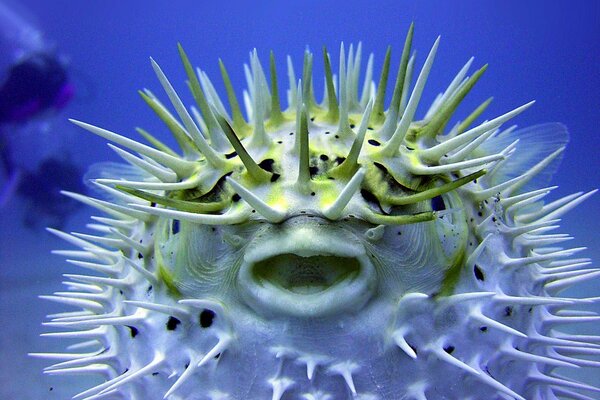 Photo de poisson-Globe sous l eau