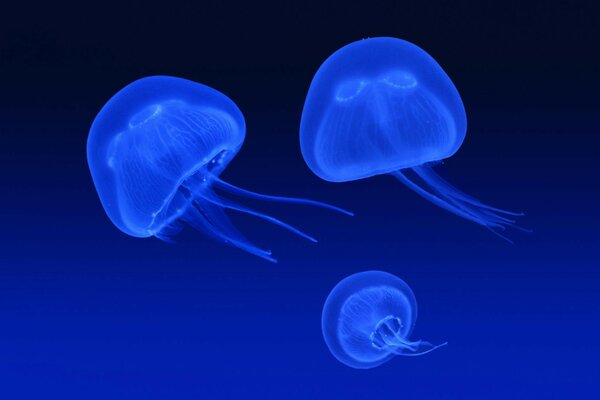 Explicaciones del resplandor de las medusas en azul