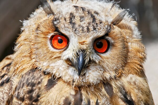 A red-eyed owl illuminated by the sun