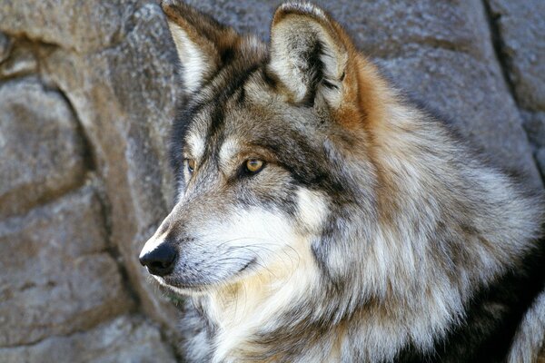 Beau loup mexicain, existe