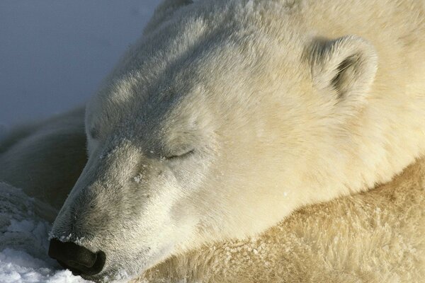 The polar bear is sleeping peacefully