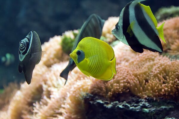 Beaux poissons d aquarium sur fond d algues