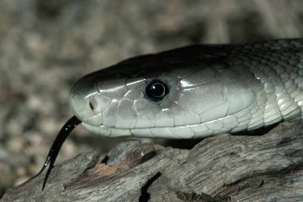 Serpente che striscia su un albero