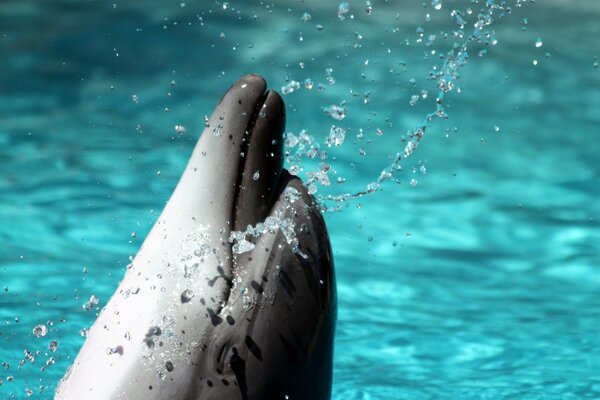 Дельфин выныривает с брызгами из воды