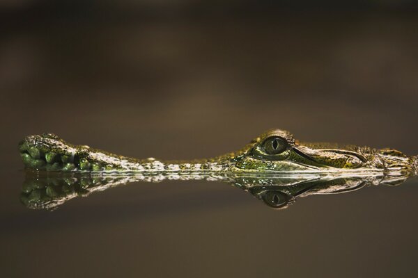 Der Kopf des Krokodils schaut kaum aus dem Wasser