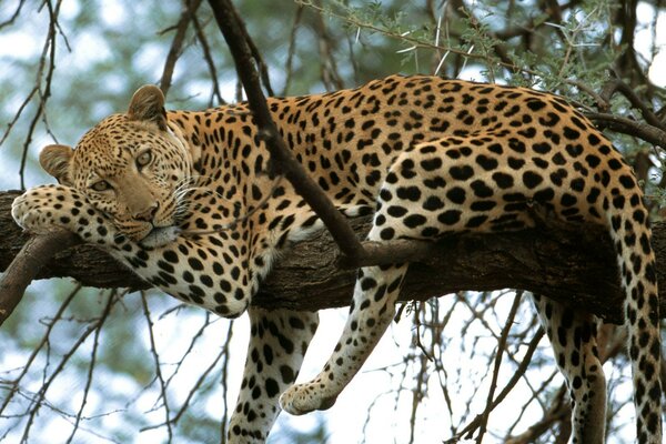 Leopardo yace en una rama de Milo