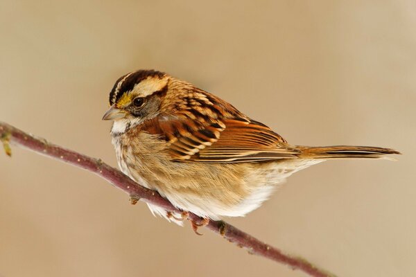 A sparrow is sitting on a branch