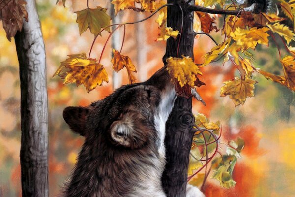 Loup gris dans la forêt d automne