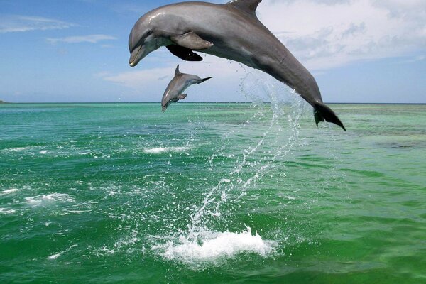 Dauphins tout en sautant hors de l eau