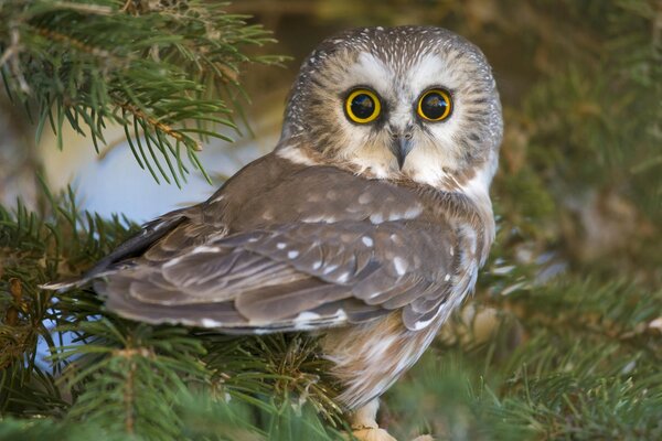 Surprised owl in coniferous branches