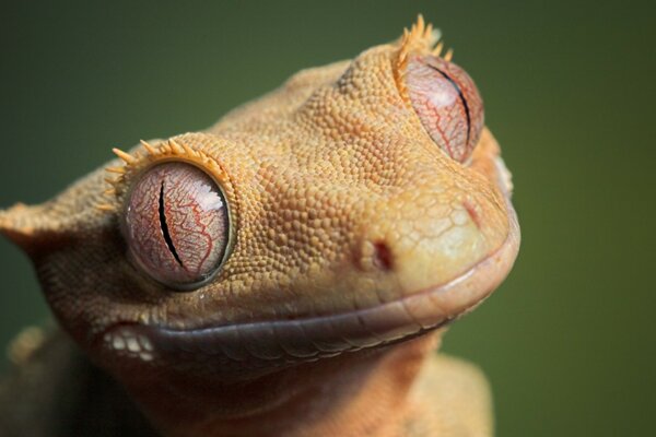 Lagarto buscando una mosca