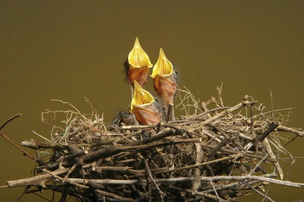 Hungry chicks waiting for mothers with food