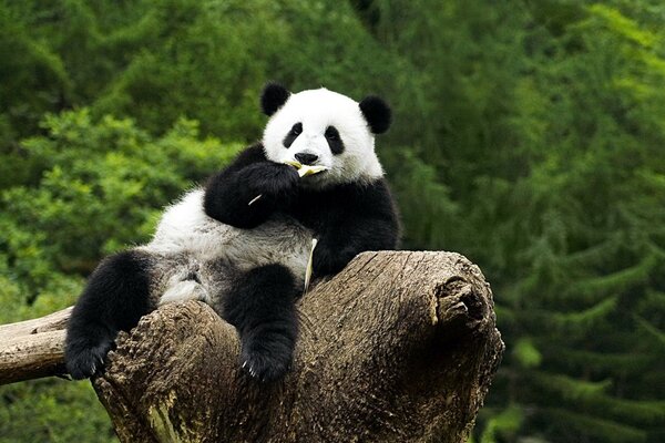 Panda sprawled on a broken tree