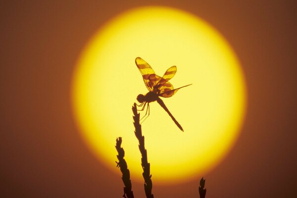 Silhouette de libellule au coucher du soleil