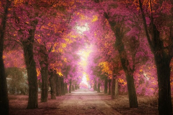 Ścieżka między drzewami z jesiennymi liśćmi