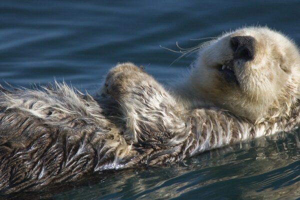 Beaver sleeping on the water