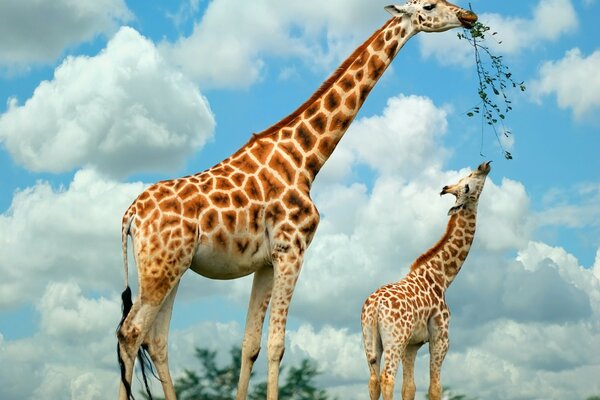 Giraffe chews grass in nature