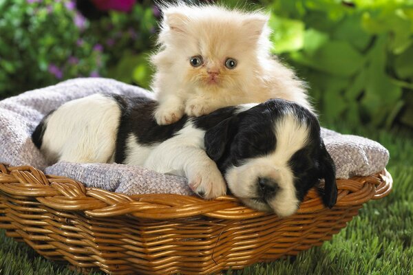 Photo of friendship of a puppy and a kitten sitting in a basket