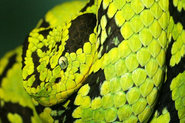 Python de couleur verte inhabituelle