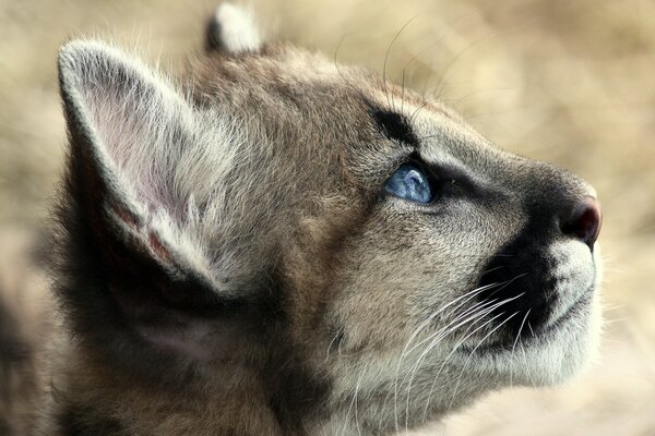 Cougar gattino con splendidi occhi azzurri