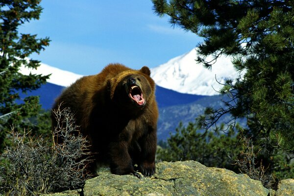 Ours brun sur le flanc de la montagne