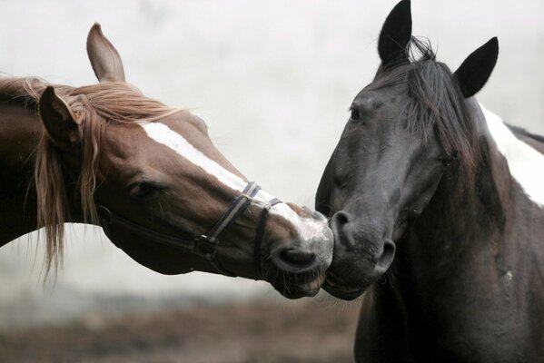 Love and care between horses