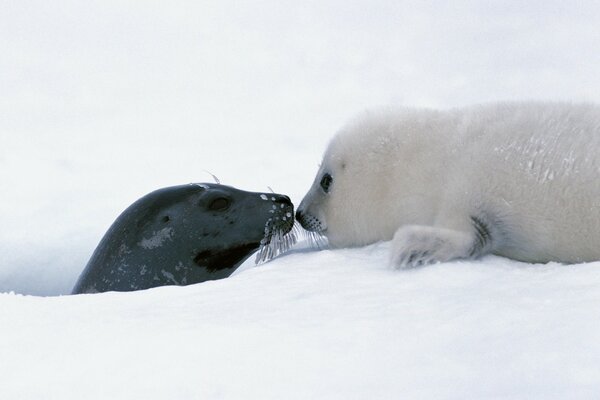 Kiss of a seal-mom and cub